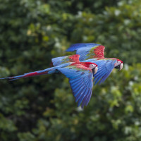 Red-and-green Macaw